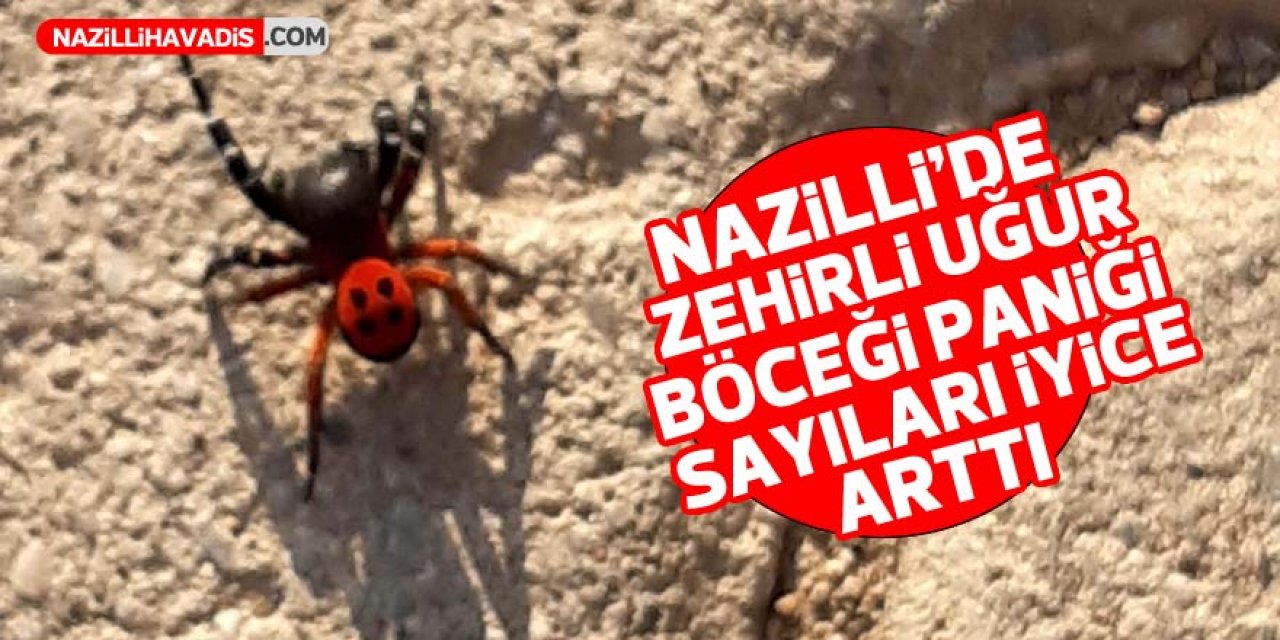 Nazilli'de zehirli 'uğur böceği paniği! Sayıları iyice arttı