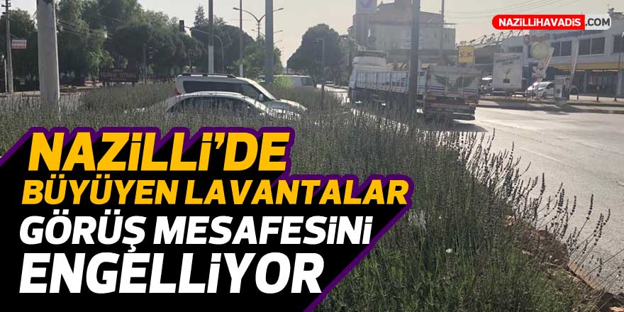 Nazilli’de büyüyen lavantalar görüş mesafesini engelliyor