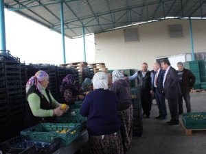 Pekgüzel, Organik Tarım Aydın’ın Geleceği, Gözbebeği