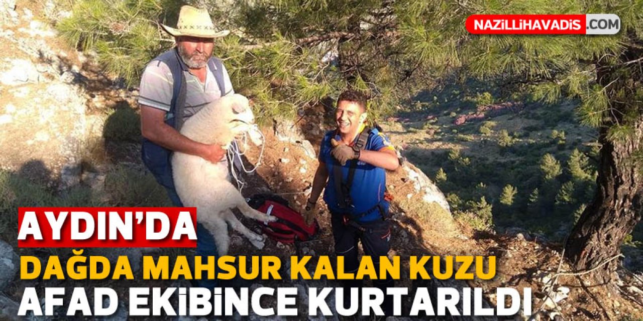 Aydın'da dağda mahsur kalan kuzu, AFAD ekibince kurtarıldı