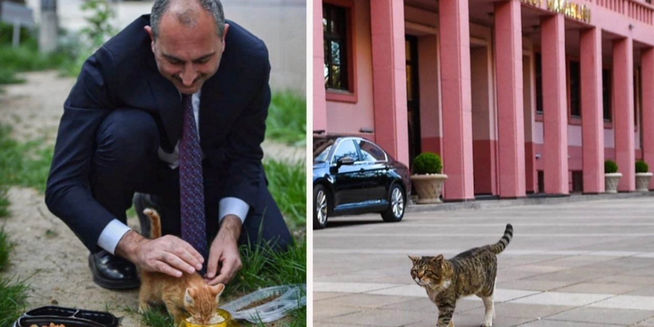 Bakan Gül'den 'Hayvan Hakları Yasası' açıklaması