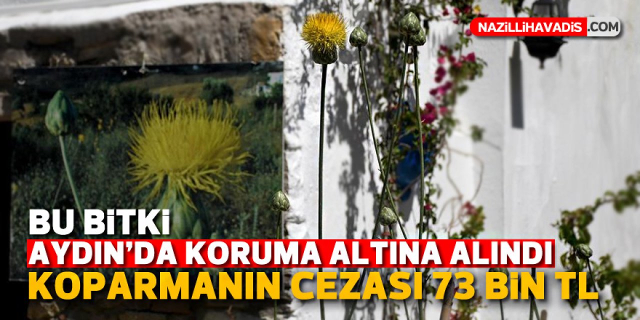 BU BİTKİ AYDIN'DA KORUMA ALTINA ALINDI! KOPARMANIN CEZASI 73 BİN TL