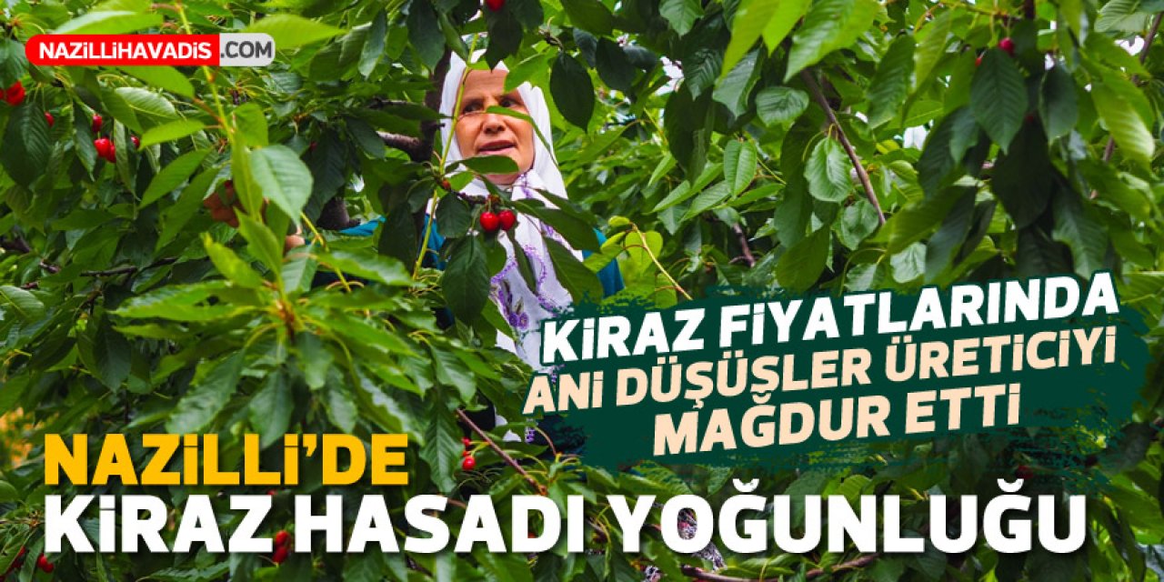 Nazilli’de Kiraz Hasadı Yoğunluğu