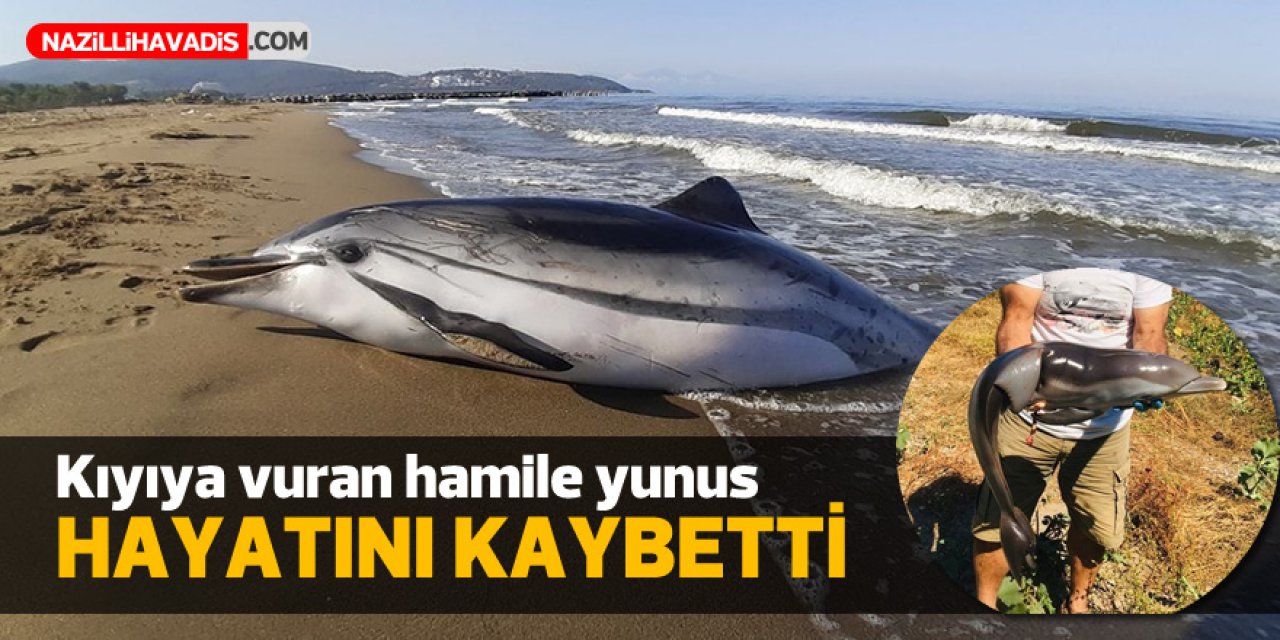 Kıyıya vuran hamile çizgili yunus hayatını kaybetti