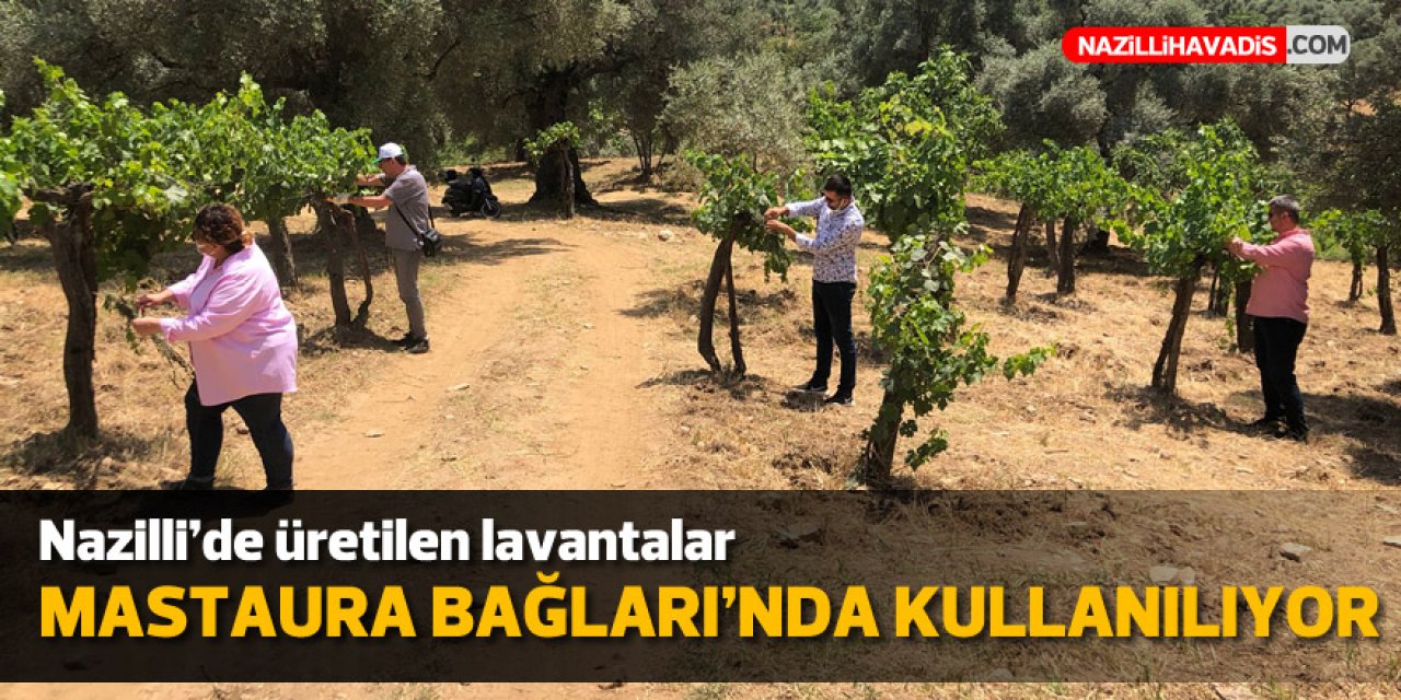 Nazilli’de üretilen lavantalar Mastaura bağlarında kullanılıyor