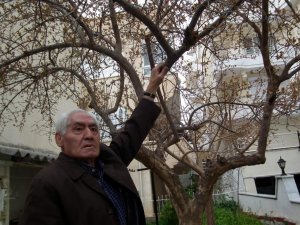 Aydın’da Budama Mevsimi