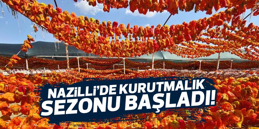 Nazilli’de kurutmalık sezonu başladı! Onlarca kişiye gelir sağlıyor