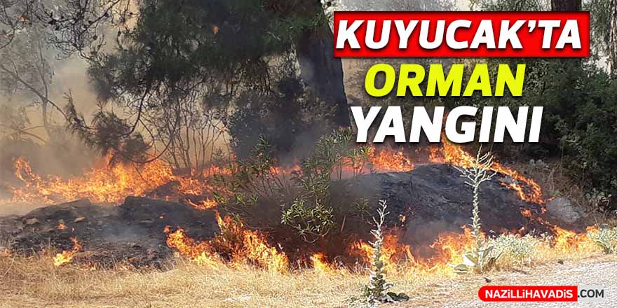 Kuyucak’taki orman yangınına müdahale sürüyor