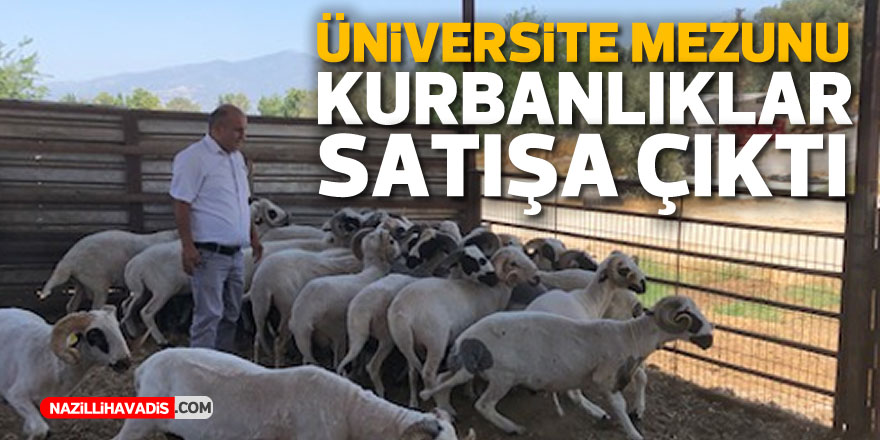 ÜNİVERSİTE MEZUNU KURBANLIKLAR SATIŞA ÇIKTI