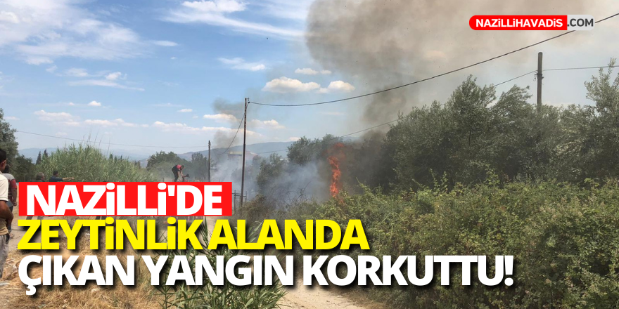 Nazilli’de zeytinlik alanda çıkan yangın söndürüldü