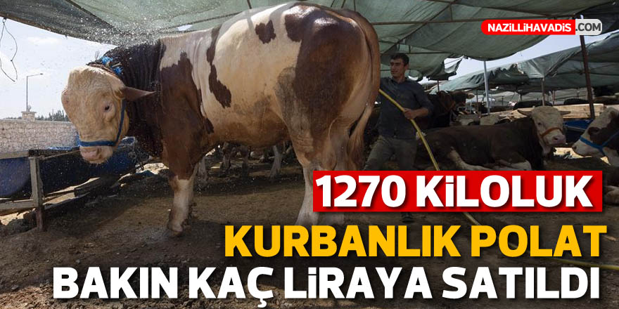 1270 kiloluk kurbanlık "Polat", bakın kaç liraya satıldı?