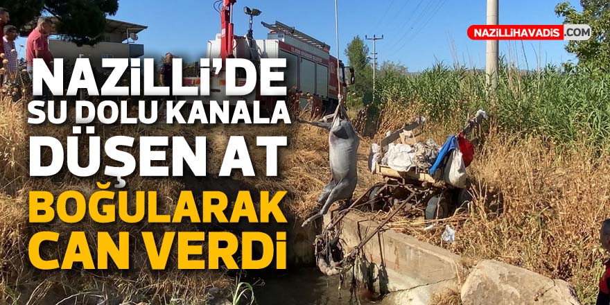 NAZİLLİ'DE SU DOLU KANALA DÜŞEN AT BOĞULARAK CAN VERDİ