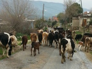 Gökyaka’da İnekler Aşı Öncesi Geçit Töreninde