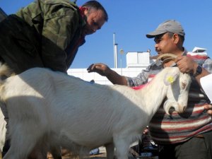 Saanen Keçileri Yetiştiricilerin Yüzünü Güldürüyor