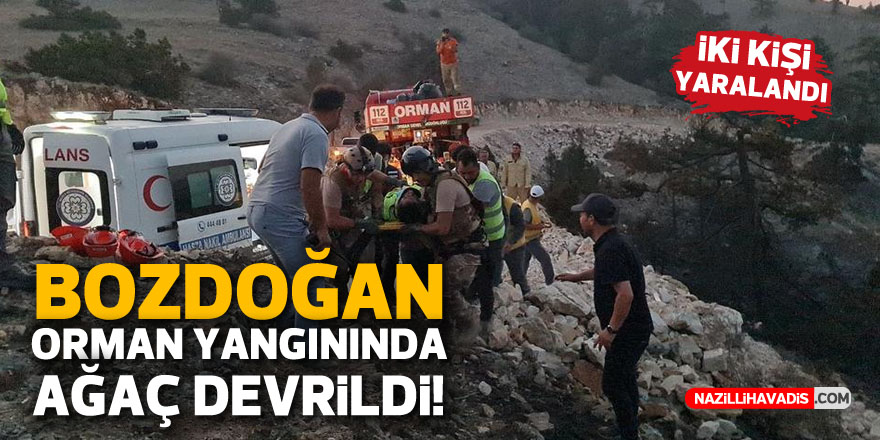 Orman yangınında yanan ağaç devrildi, 2 kişi yaralandı