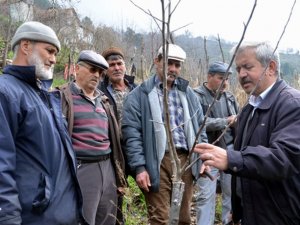 Ceviz ve Kiraz Yetiştiricilerine Uygulamalı Budama Eğitimi