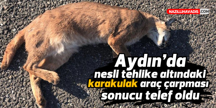 Aydın'da nesli tehlike altındaki karakulak araç çarpması sonucu telef oldu