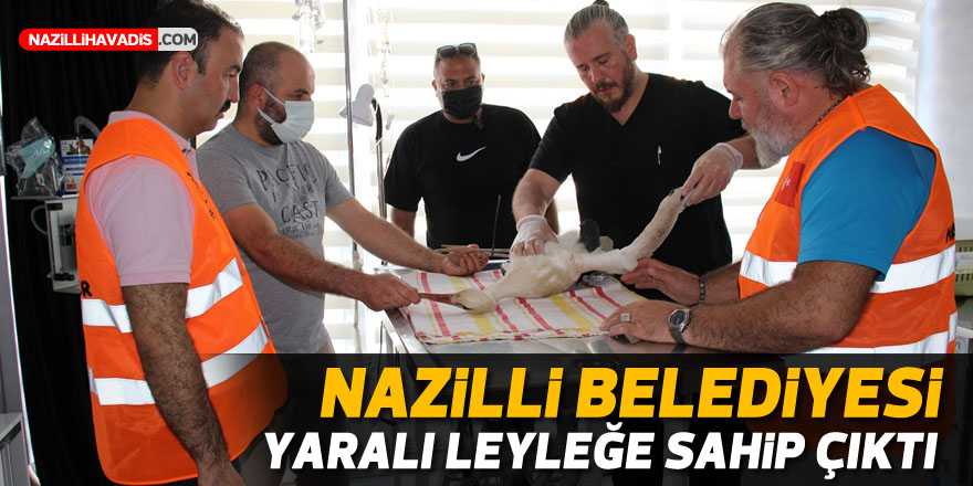 Nazilli Belediyesi yaralı leyleğe sahip çıktı