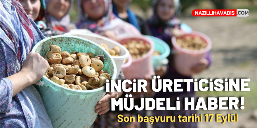 İncir üreticisine müjdeli haber: Son başvuru tarihi 17 Eylül