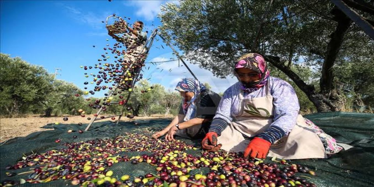 Aydın’a 3 milyon lira dane zeytin desteği ödemesi