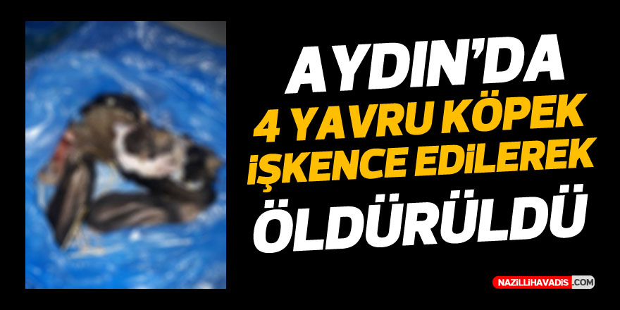 Aydın'da 4 yavru köpek işkence edilerek öldürüldü