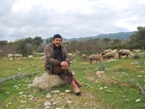 Aydın Havası Koyunları ve Çobanları Sevindirdi