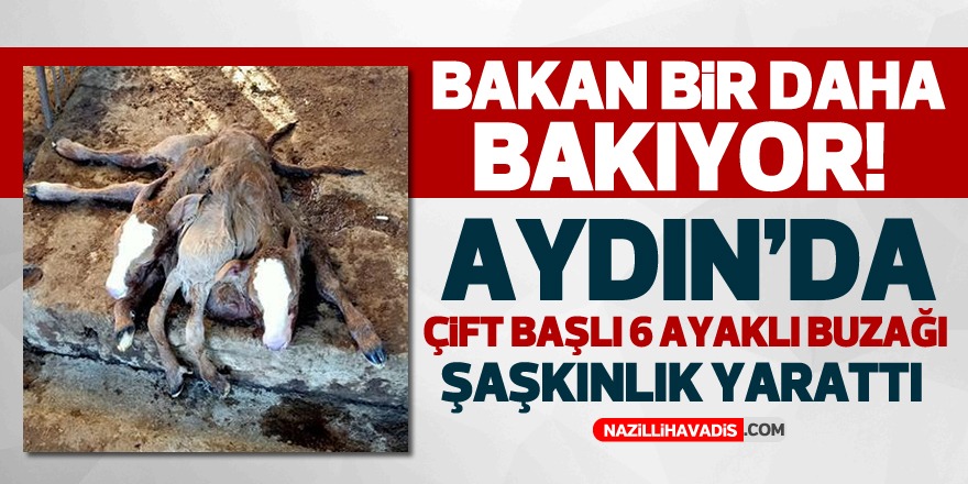 AYDIN'DA ÇİFT BAŞLI 6 AYAKLI BUZAĞI ŞAŞKINLIK YARATTI