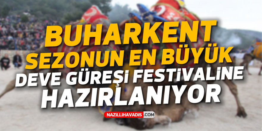 Buharkent, sezonun en büyük deve güreşi festivaline hazırlanıyor