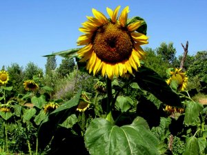 Türk Tarımı 2013’te Cumhuriyet Tarihinin Rekorlarını Kırdı