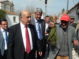Aydın’da Sarmaşık Tilkimen Otu Çok Satıyor