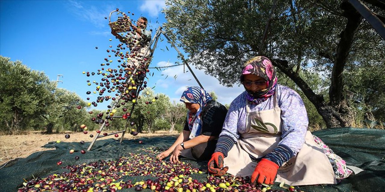 Zeytin üretiminde yüzde 35 artış yaşanacak