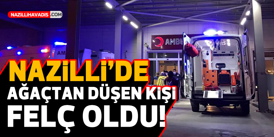 Nazilli’de akıl almaz olay! Kestane ağacından düşen adam…