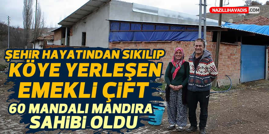 Şehir hayatından sıkılıp köye yerleşen emekli çift 60 mandalı mandıra sahibi oldu