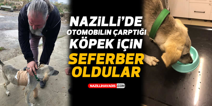 Yaralı köpeği hayvanseverler kurtardı