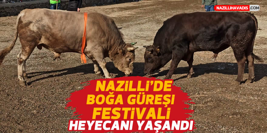 Nazilli’de boğa güreşi festivali heyecanı yaşandı