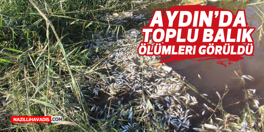 Aydın'da toplu balık ölümleri görüldü