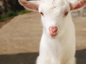 Evlerinde kedi ve köpek yerine oğlak besliyorlar