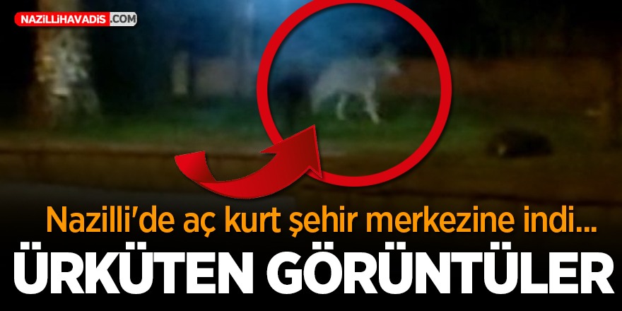 Nazilli'de aç kurt şehir merkezine indi... Ürküten görüntüler