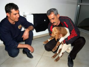 Minik Kuzu İtfaiyenin Maskotu Oldu
