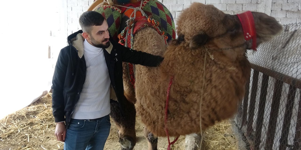 Devesine son kez baktı! Babasının kredi borcu nedeniyle güreş devesi haczedildi