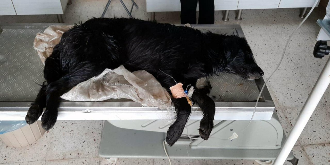 Bodrum'da 2'si ölü 1'i baygın 3 köpek bulundu