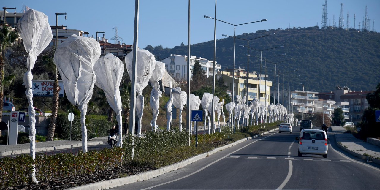 Kuşadası'nda ağaçlara özel koruma