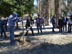 Söke Atatürk Parkı’na 70 Yeni Ağaç Dikildi