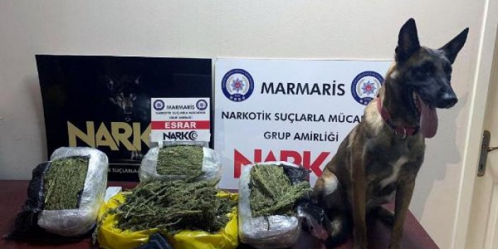 Narkotik köpeği 'Coco', suçluların korkulu rüyası oldu