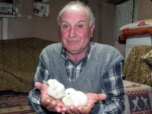 Annesiz Kalan Civcivlerini Evinde Bakıyor