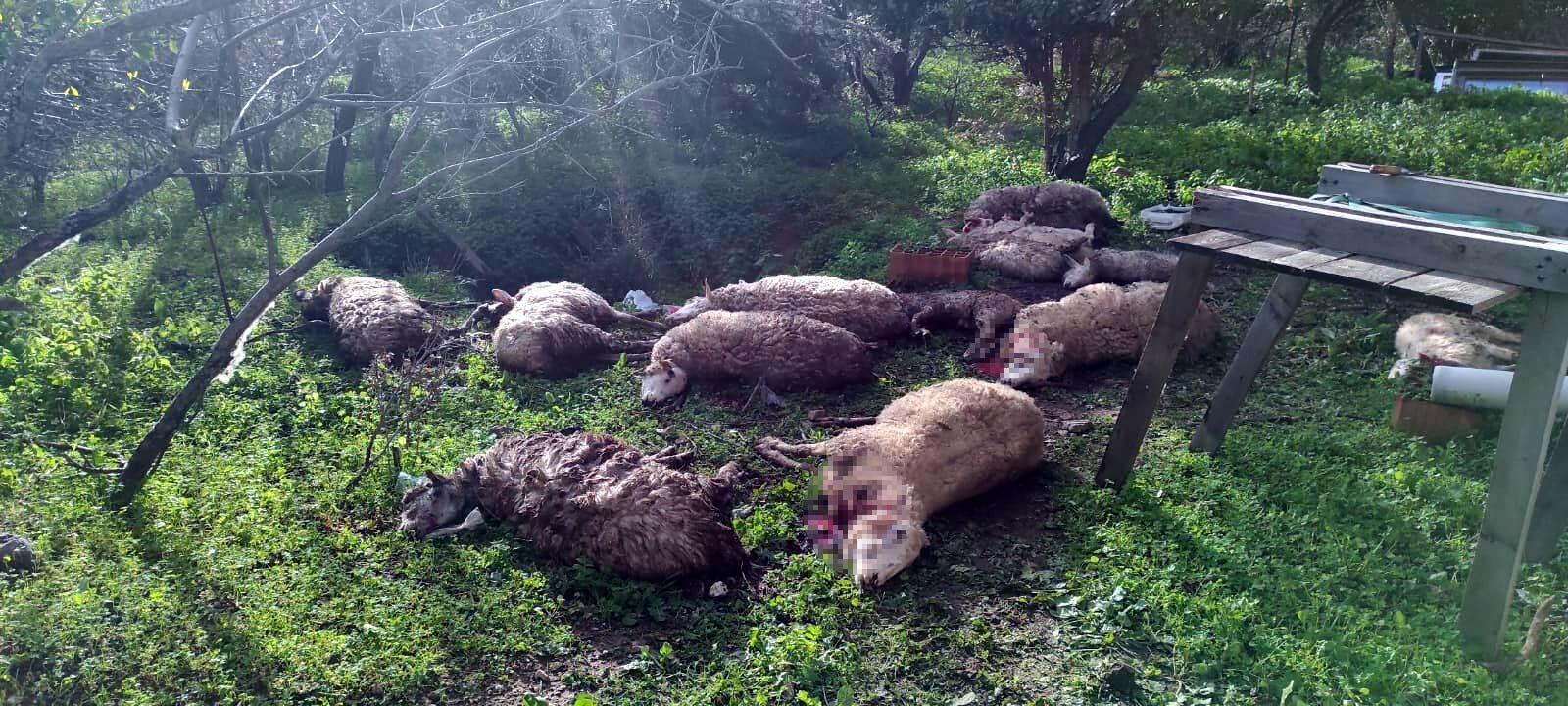 Koyunlarını parçalanmış olarak buldu; civardaki 2 köpeği öldürdü