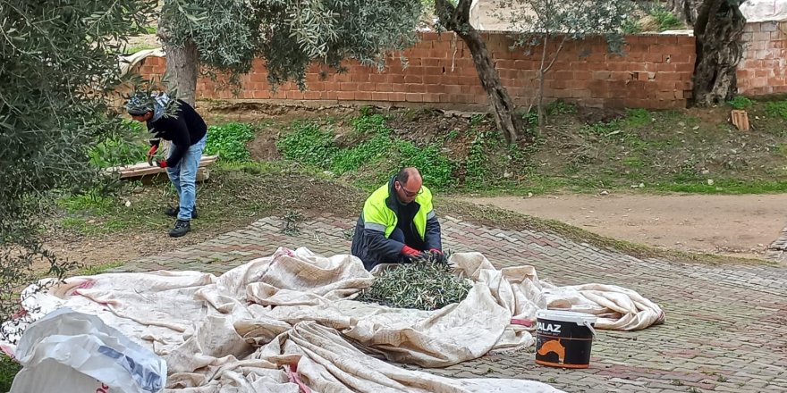 Nazilli Belediyesi zeytin hasadına başladı