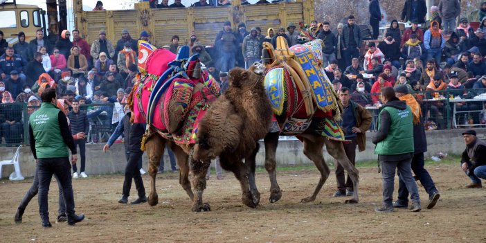 Sultanhisar'da düzenlenen deve güreşi festivaline yoğun ilgi