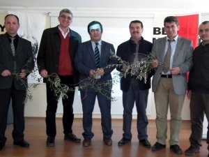 Aydın’da Zeytin Üreticileri İlanı Ciddiye Almadı