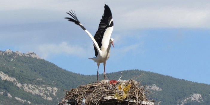 İklim değişikliği kendini gösterdi: Leylekler Aydın’a geldi